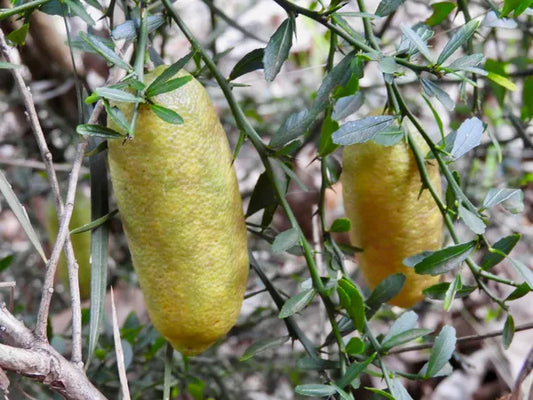 Finger Lemon Yellow fruit Plant Grafted