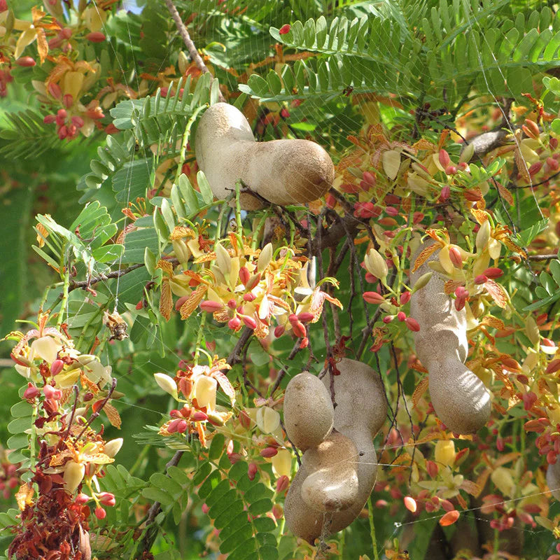 Sweet Tamarind (Grafted) - Fruit Plants & Tree