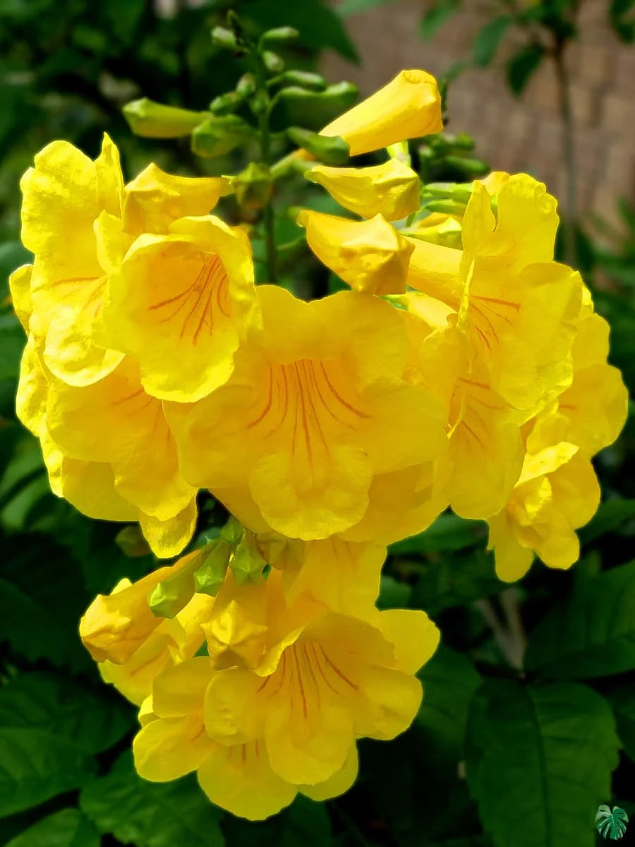 Tecoma-Yellow-Vine Flower Plant - Naturemart.online