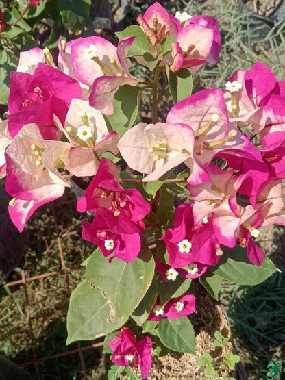 Thai Varity Bougainvallea Flowers Plants