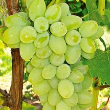 Thompson seedless grapes plant