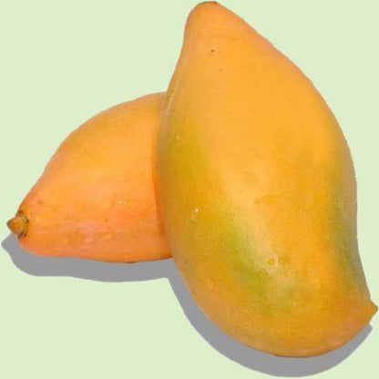 Aswina Mango Fruit Plant (Grafted) - Naturemart.online