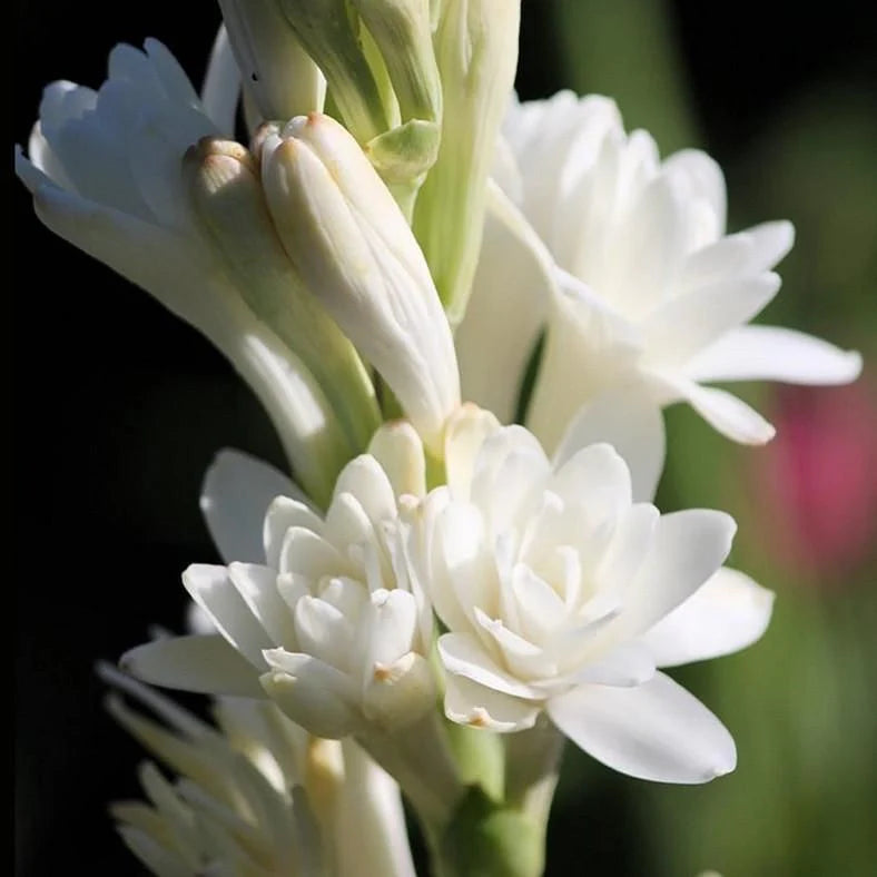 Tuberose/Mexican Tuberose-Seeds- Pack Of 10 - Naturemart.online