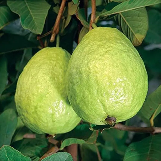 Lucknow 49 Guava Fruit Plant