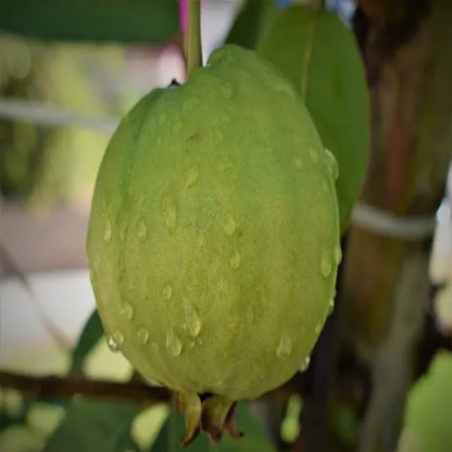 Lucknow 49 Guava Fruit Plant