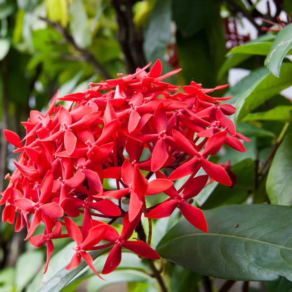 Ixora Flower Plant( Red Colour) - Naturemart.online