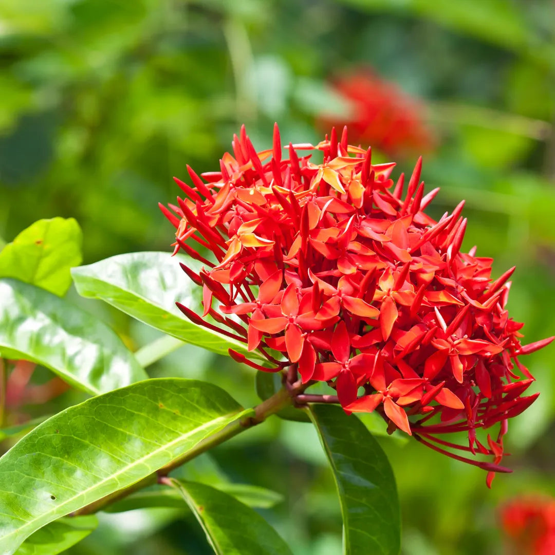 Ixora Flower Plant( Red Colour) - Naturemart.online