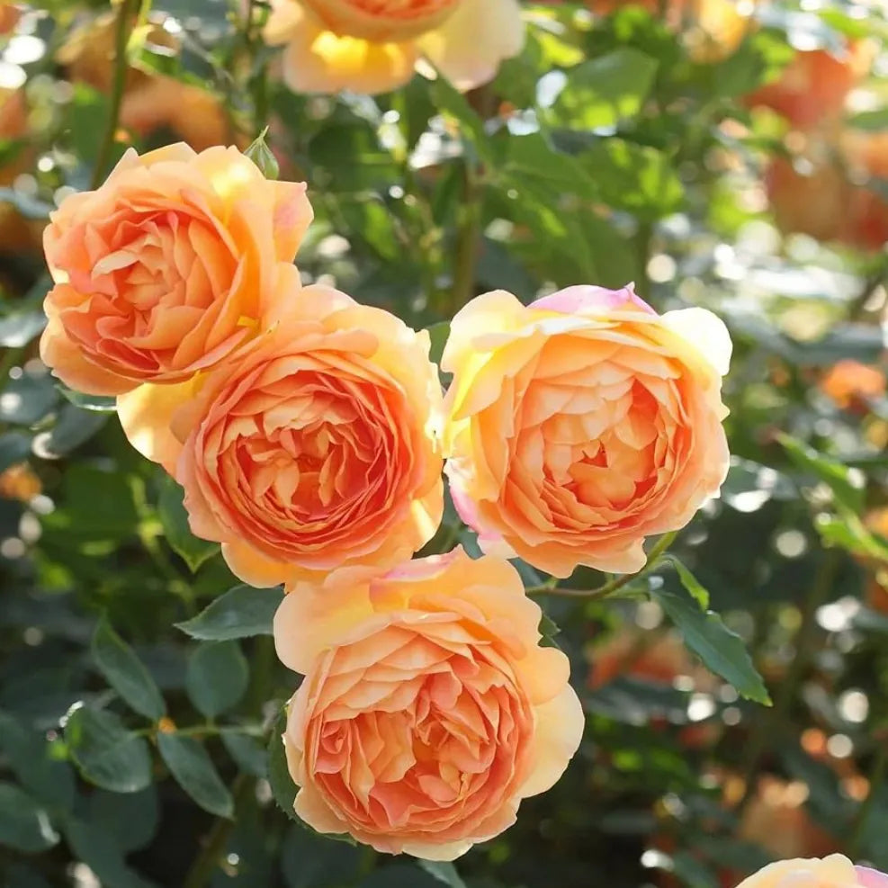 Climbing Rose Flower Plants (ORANGE) - Naturemart.online