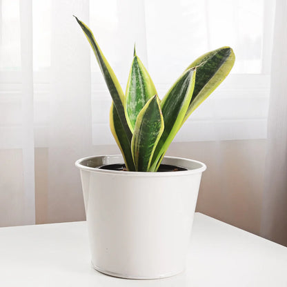 Snake Plant (Botanical Name - Sansevieria Trifasciata)