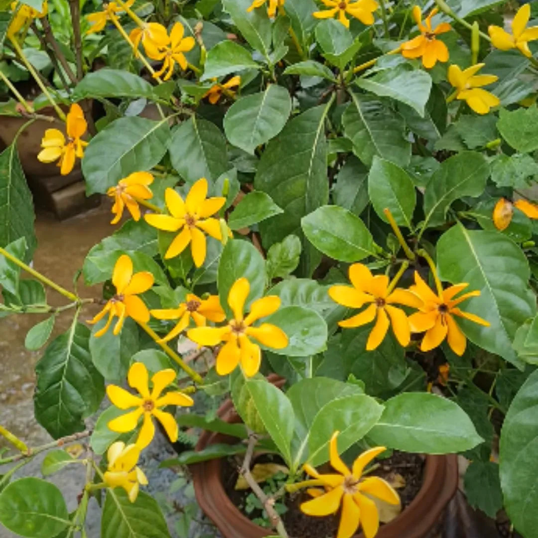 Golden Gardenia Flower Plant(Pack of 1)