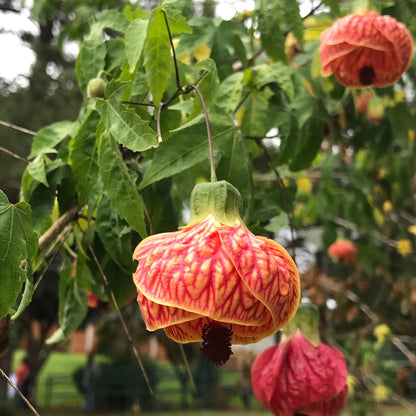 Lantern Hibiscus Plant For Gardening - Naturemart.online