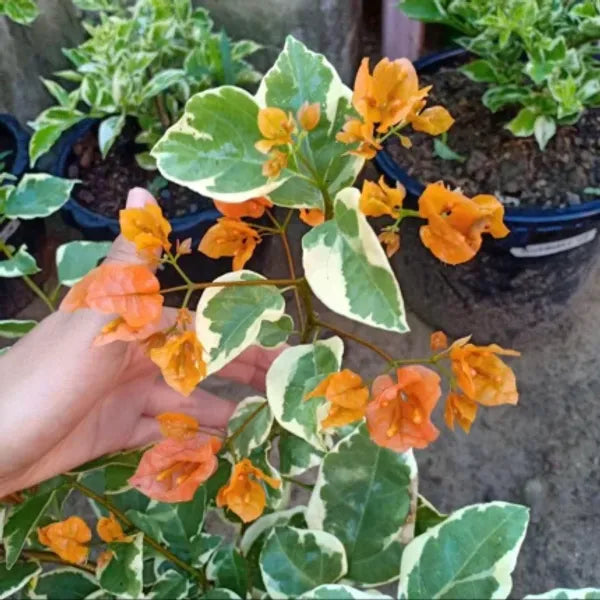 Variegated Bougainvillea (Orange) Colour  Plant - Naturemart.online