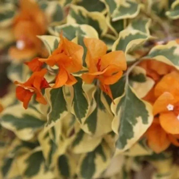 Variegated Bougainvillea (Orange) Colour  Plant - Naturemart.online