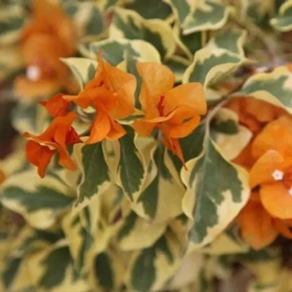 Variegated Bougainvillea (Orange) Colour  Plant - Naturemart.online