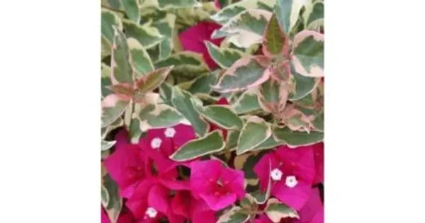 Variegated Bougainvillea (Pink)Colour Plant - Naturemart.online