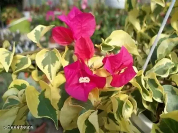 Variegated Bougainvillea (Pink)Colour Plant - Naturemart.online