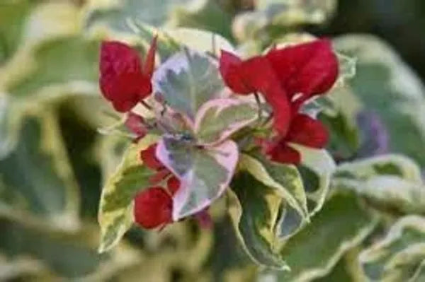 Variegated Bougainvillea (Red) Colour Plant - Naturemart.online