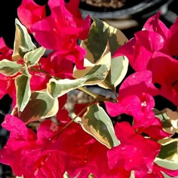 Variegated Bougainvillea (Red) Colour Plant - Naturemart.online