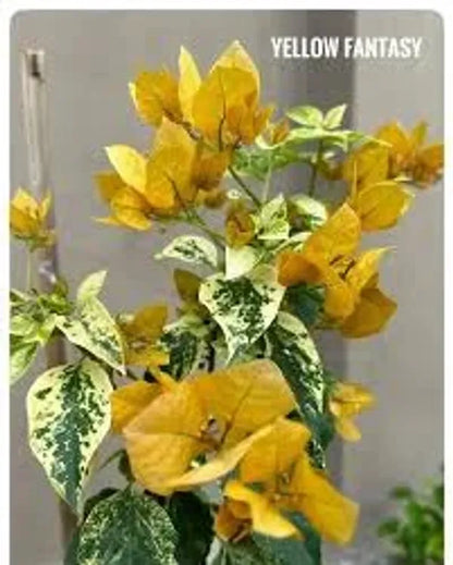 Variegated Bougainvillea (Yellow) Colour  Plant - Naturemart.online