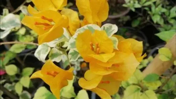 Variegated Bougainvillea (Yellow) Colour  Plant - Naturemart.online