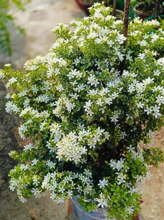 Madhu kamini Dwarf Flower Plant