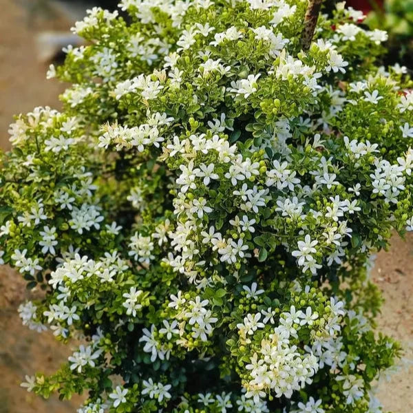 Madhu kamini Dwarf Flower Plant