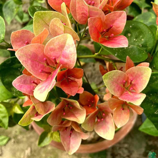 Watermelon Kiss Bougainvillea flower plant
