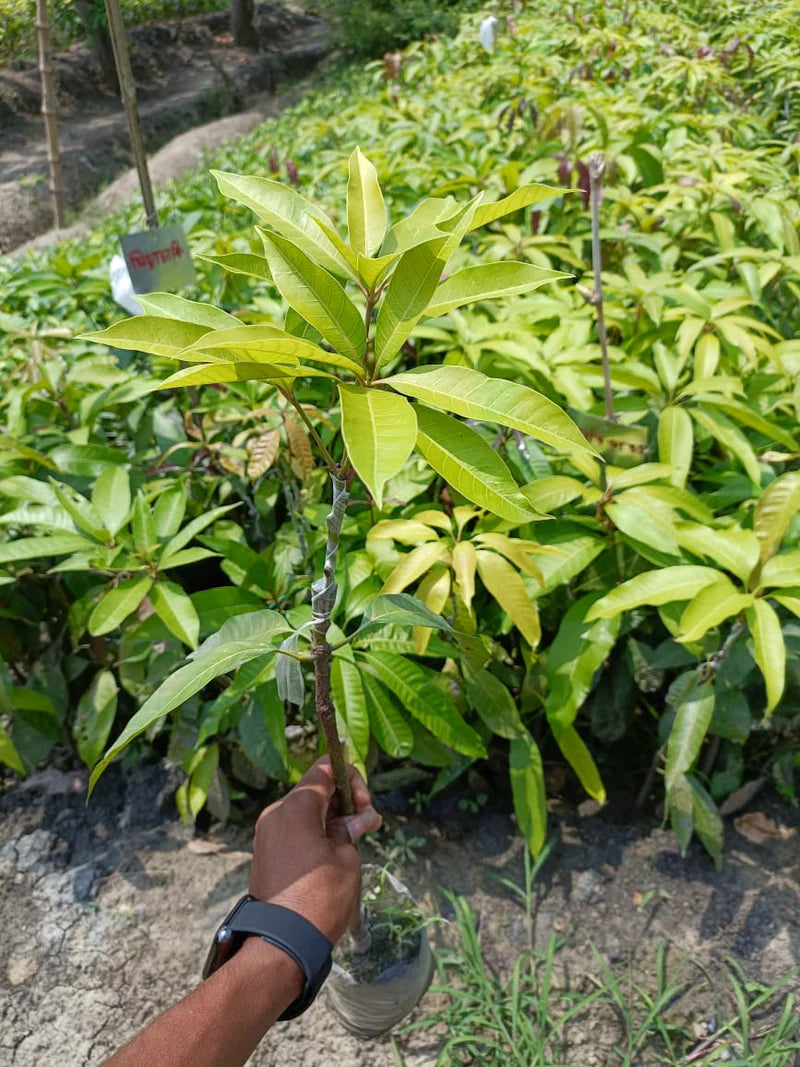 Aswina Mango Fruit Plant (Grafted) - Naturemart.online