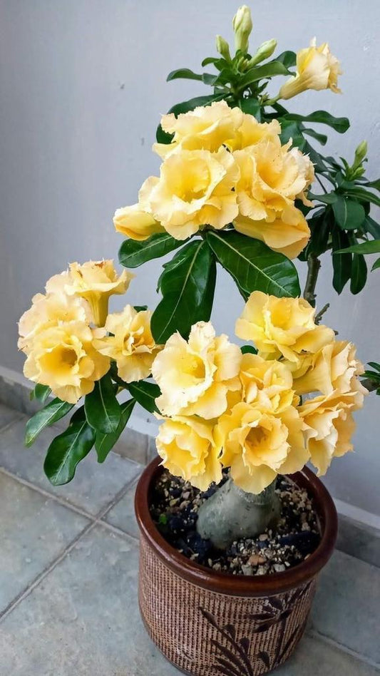 Rose Variety Adenum Flower Plant For Home Garden