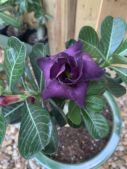 Rose Variety Adenum Flower Plant For Home Garden