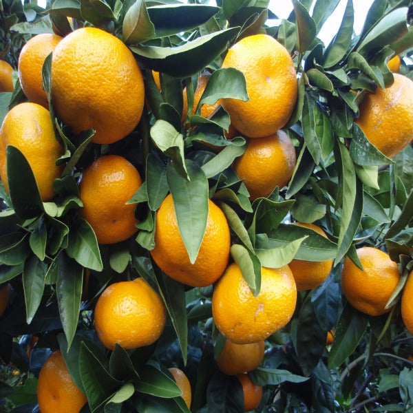 Satsuma Orange Fruit Plant(Grafted) - Naturemart.online