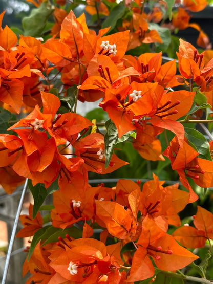 Fire opal bougainvillea flower plant