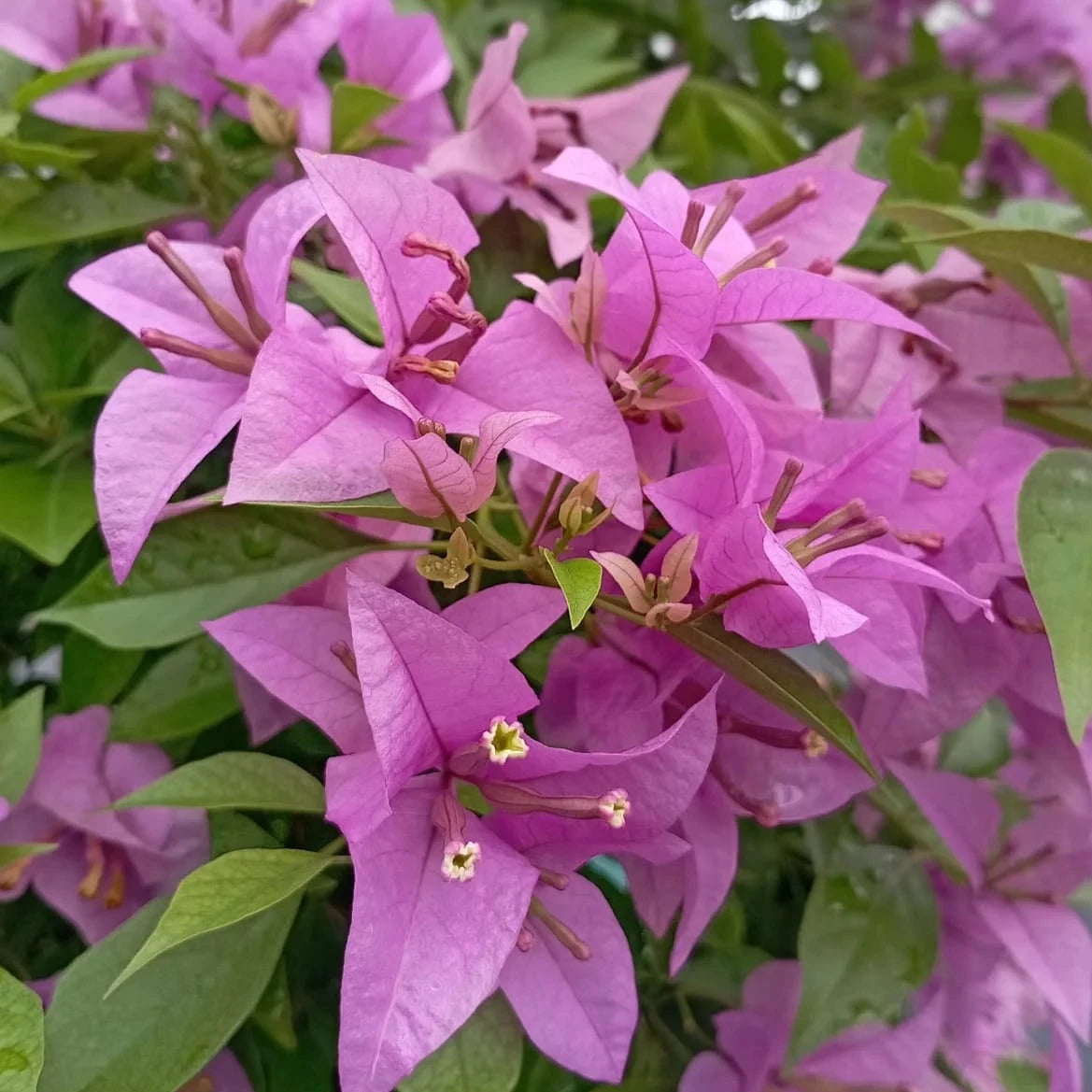 Bougainvallea Flowers Plant(Light Violet) - Naturemart.online