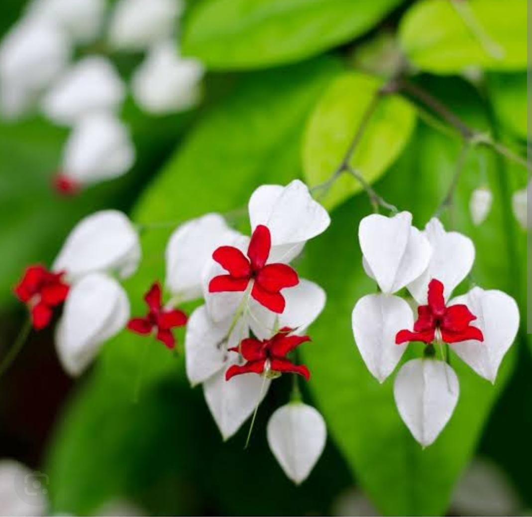 Bleeding Heart Vine White  Creepers - Naturemart.online