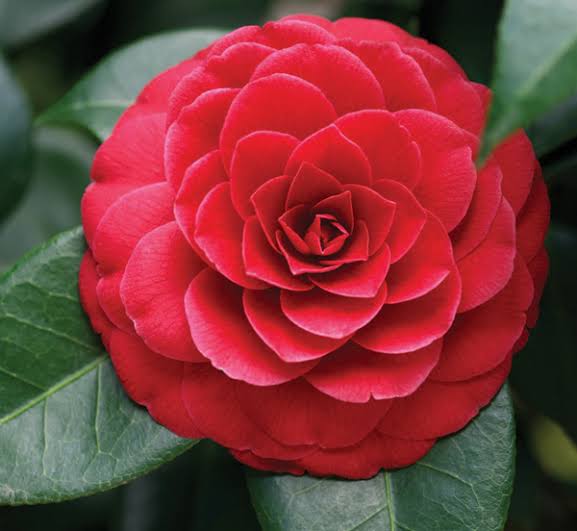 Camelia Flowers Plant For Gardening - Naturemart.online