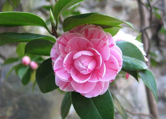 CAMELLIA FLOWERS PLANTS