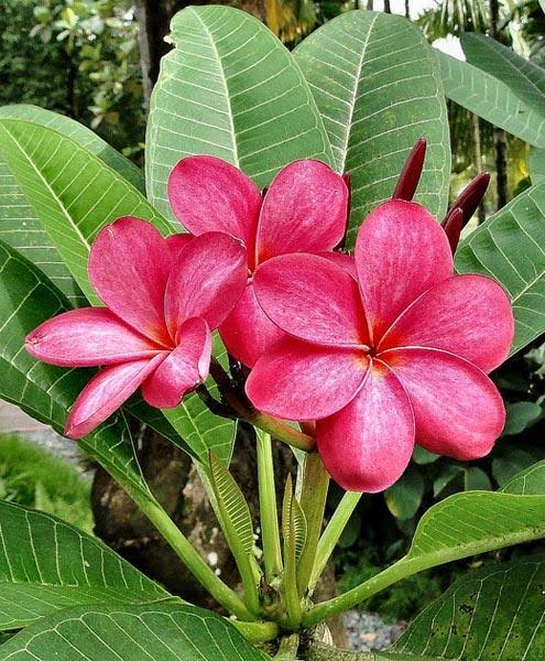 Plumeria Flowers Plant For Gardening