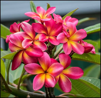 Plumeria Flowers Plant For Gardening