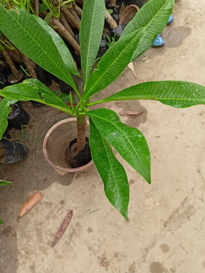 Plumeria Flowers Plant For Gardening