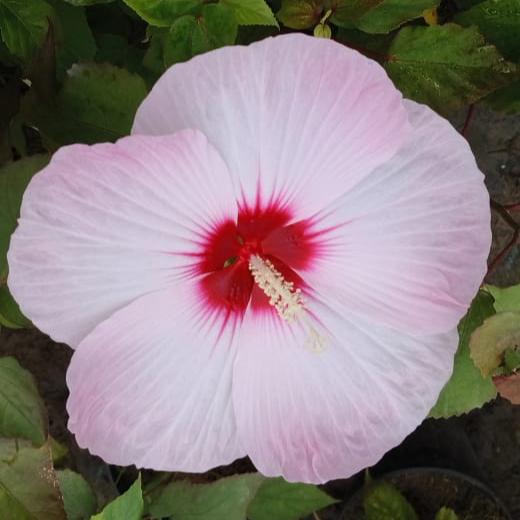 Mother India Hibiscus Flower Plant