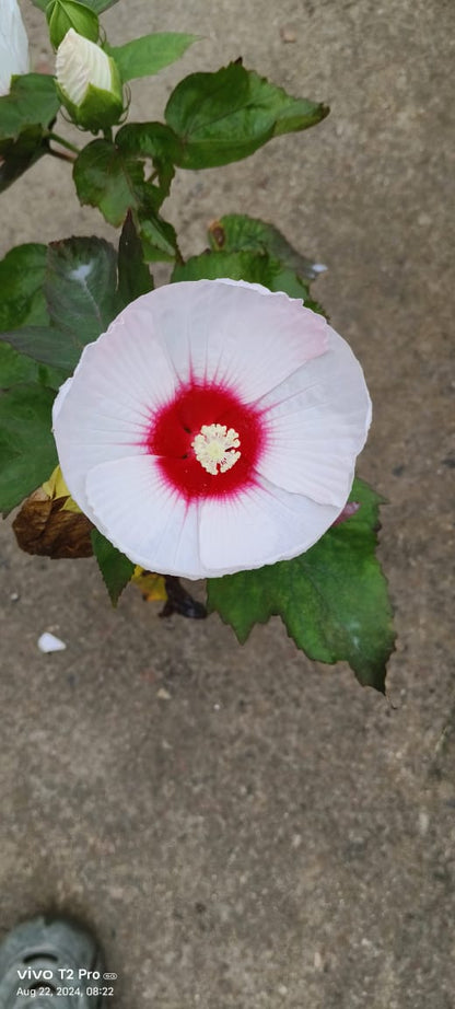 Mother India Hibiscus Flower Plant