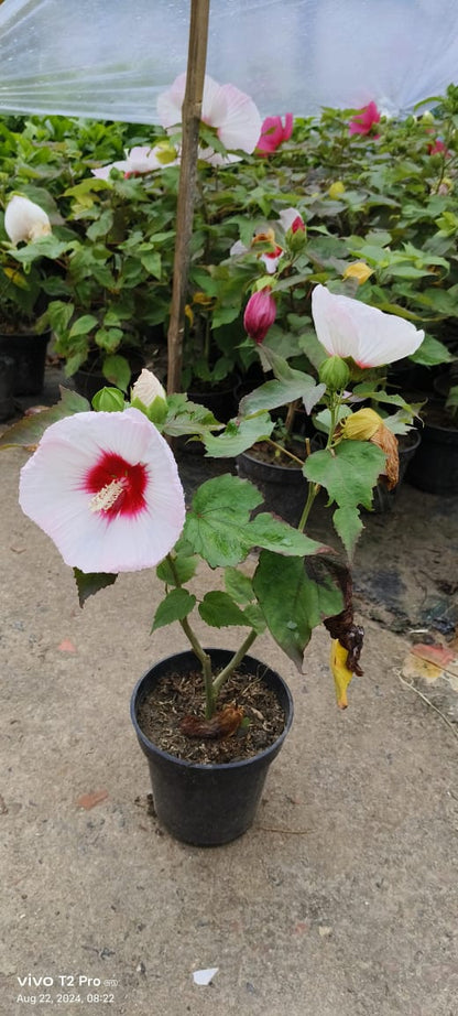 Mother India Hibiscus Flower Plant