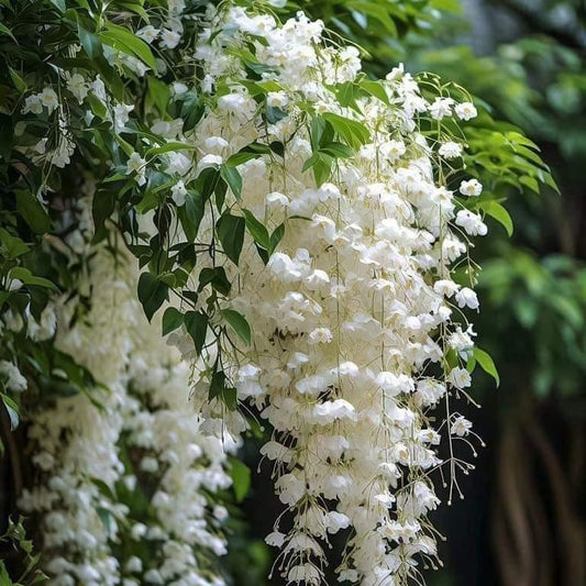 Day creeper  jasmine flower plant