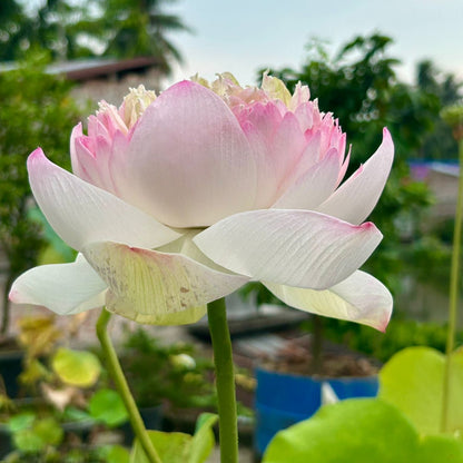 Rare Chandni Lotus Tuber(Pack of 1)