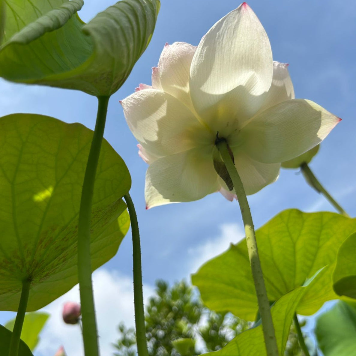 Rare Chandni Lotus Tuber(Pack of 1)