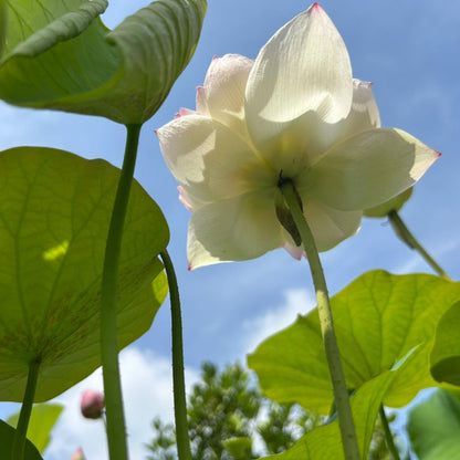 Rare Chandni Lotus Tuber(Pack of 1)