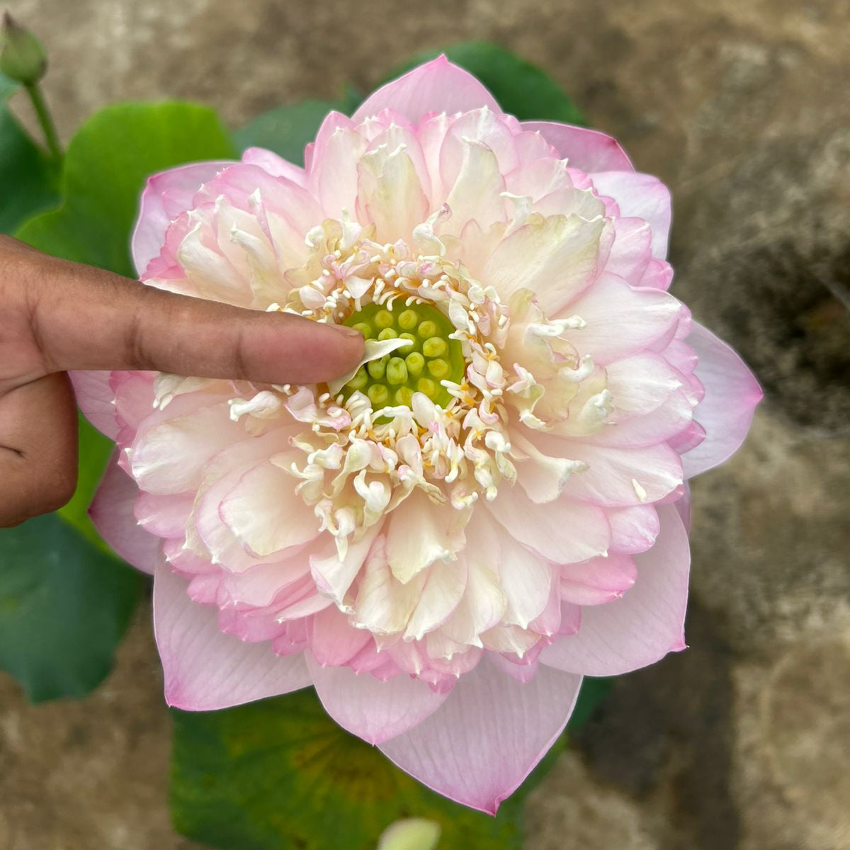 Rare Chandni Lotus Tuber(Pack of 1)