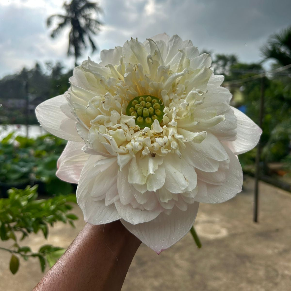 Rare Chandni Lotus Tuber(Pack of 1)