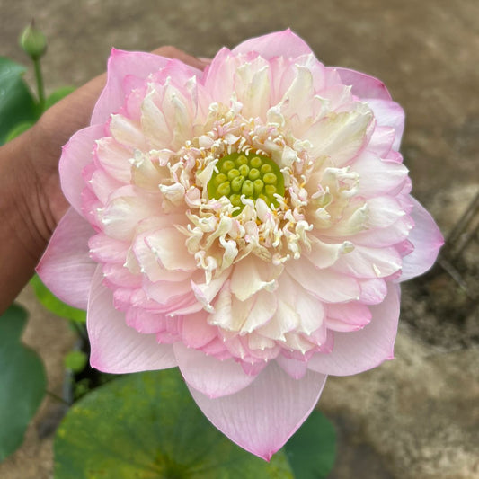 Rare Chandni Lotus Tuber(Pack of 1)