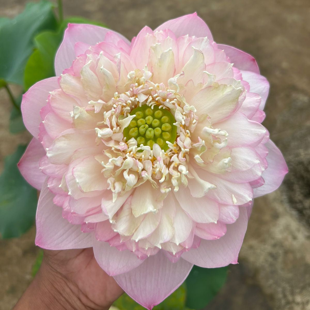 Rare Chandni Lotus Tuber(Pack of 1)